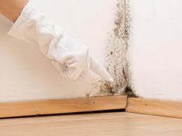 Why You Should Choose Our Mold Remediation Services in Deer Park, NY